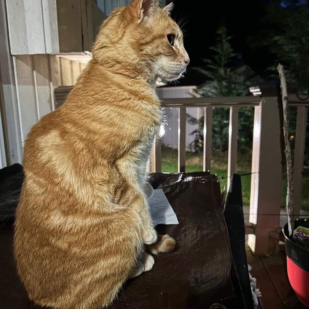 Meet your Posher, Roxanne